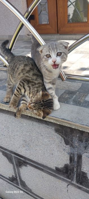 Шотландські кошенята , тигровий колір