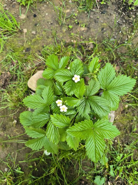 Саджанці суниці Карпатської лісової