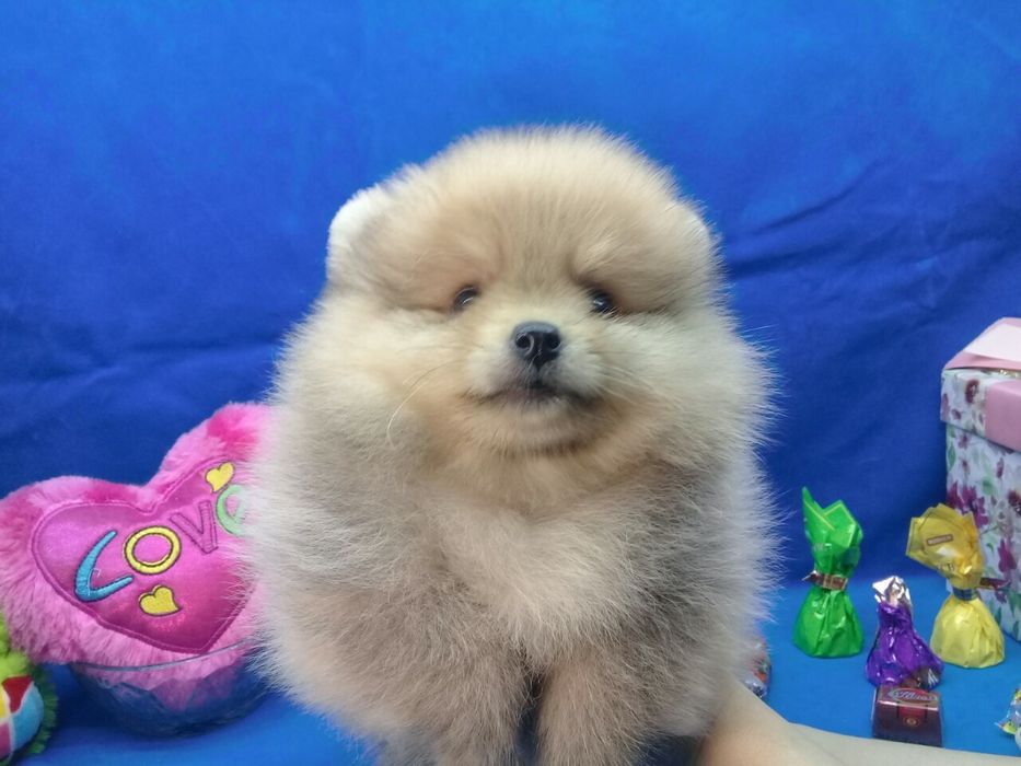 Померанский шпиц.Вязка.