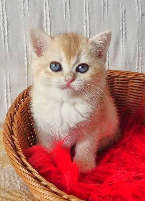 Шотландские котята (ЗОЛОТАЯ ШИНШИЛЛА)