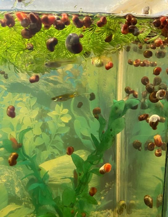 Рибки для акваріума  гуппі