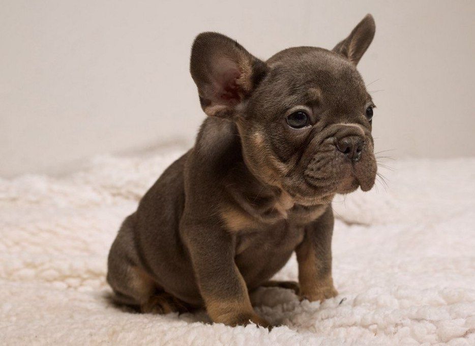 Блакитний малиш, француз,