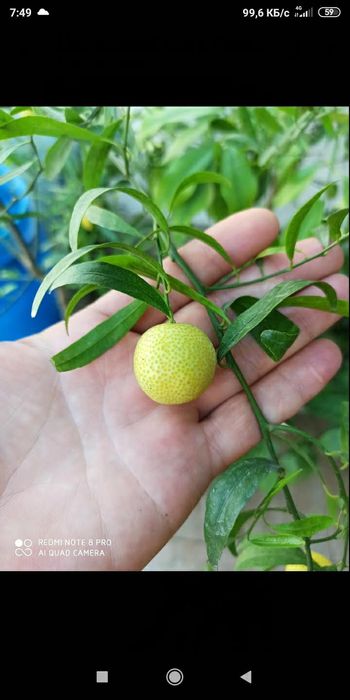 Мікроцитрус  на дві гілочки