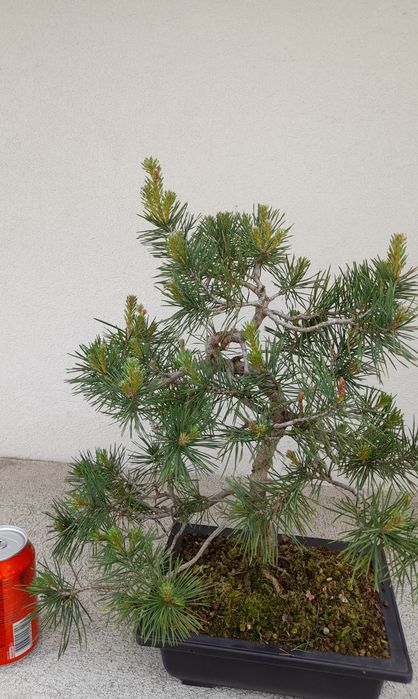 Bonsai Pinheiro Silvestre (Pinus sylvestris) 
Vendo exemplar de Pinheiro Silvestre (Pinus sylvestris) em fase avançada de estrutu