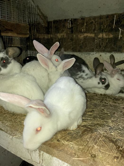 Продам помісних кроликів.