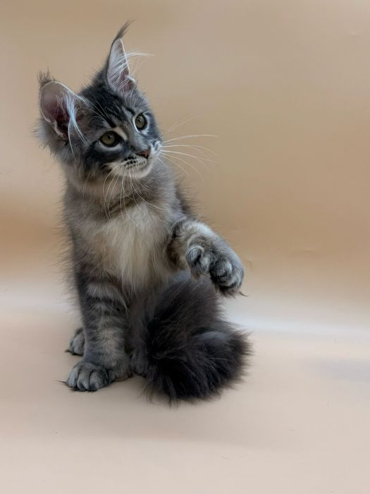 Мейн кун девочка полидактильная