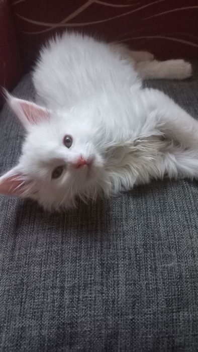 Kocurek Maine Coon WCF