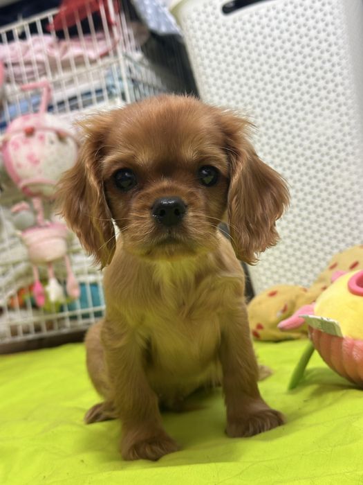 Cavalier King Charles Spaniel- piesek- ZKwP (FCI)