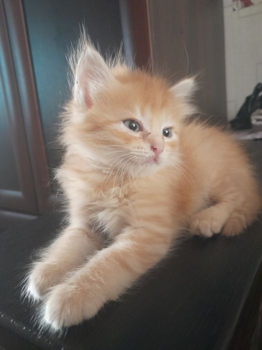 Котята бесплатно