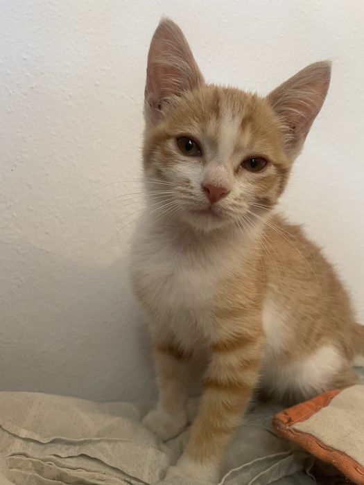 Gata bebe para adopção