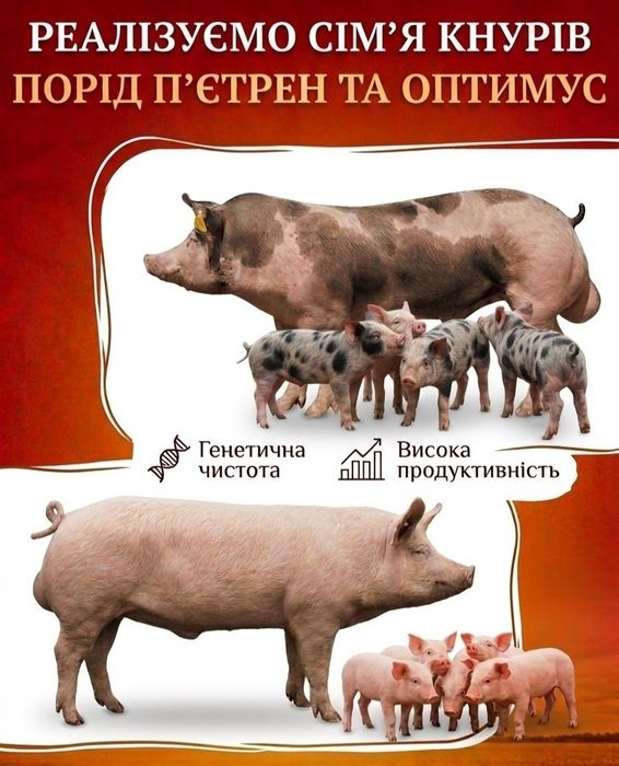 Сперма Кнура  •П'ЄТРЕН• •ОПТИМУС•