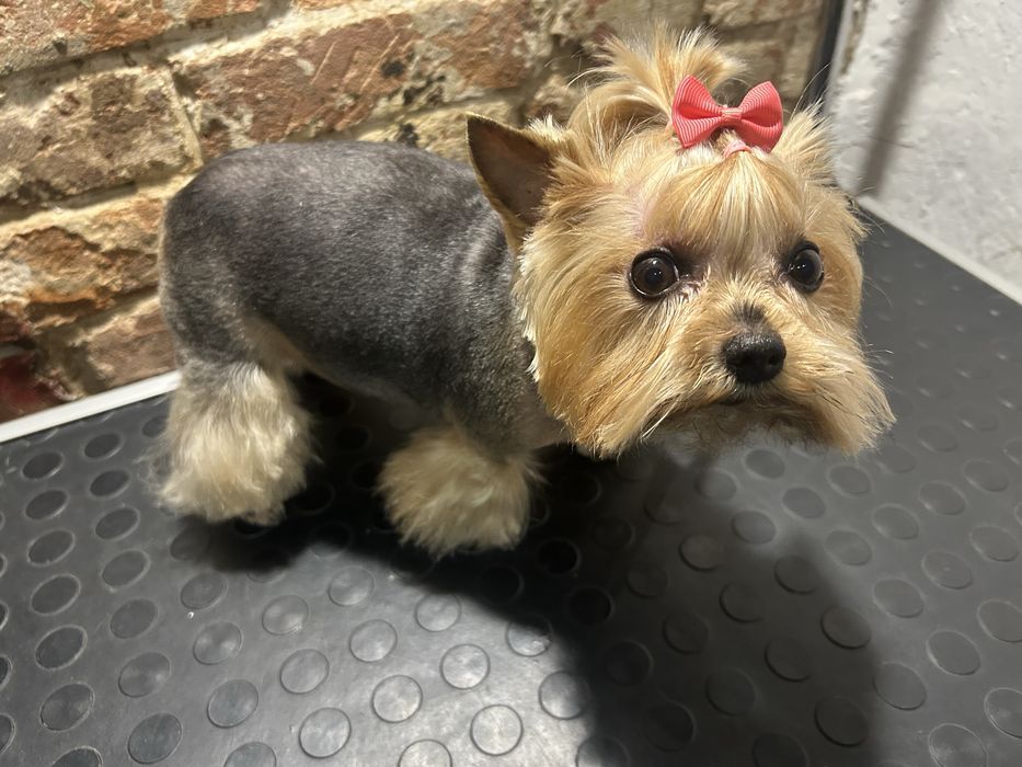 Грумінг собак. Породні стрижки, комплексний догляд.