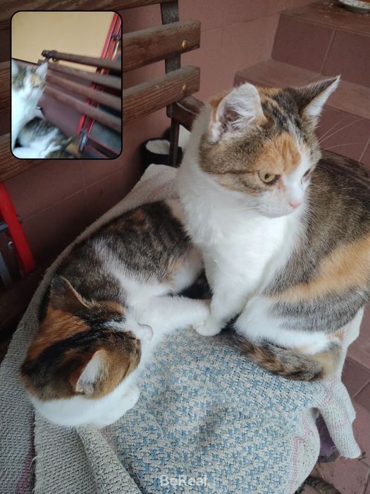 Загубилась киця район Раково біля ветеринарної лікарні