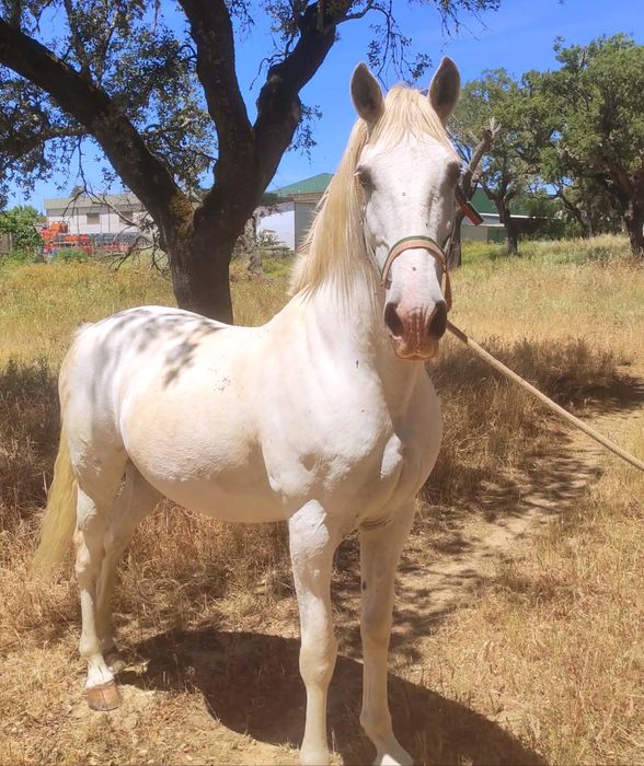 Cavalo cruzado manso
