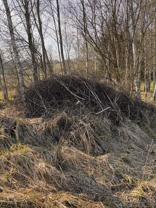 Oddam galezie i drewno!