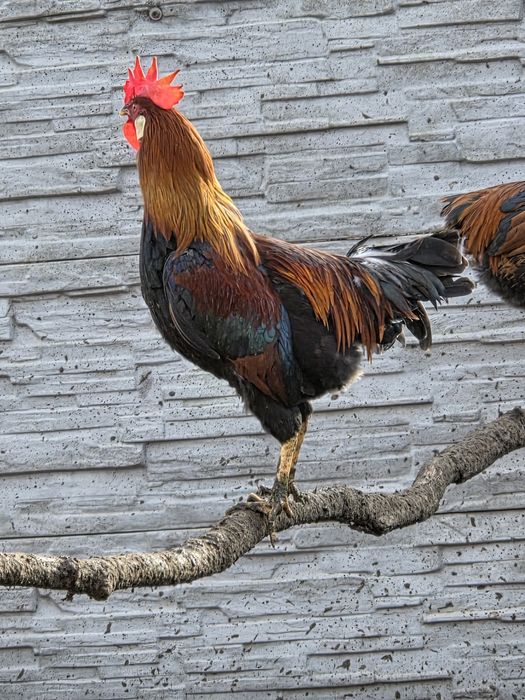 Koguty włoszki włoszka kuropatwiane porcelanowe