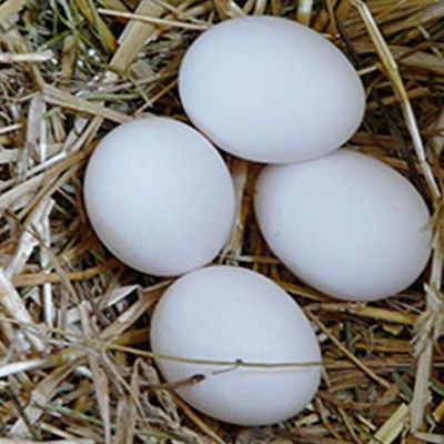 Sprzedam jajka kacze i kurze.