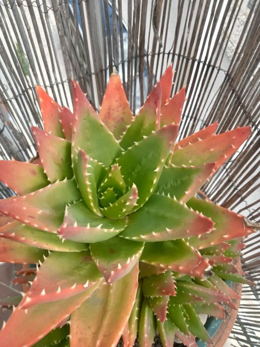 Aloe Brevifolia.rebentos