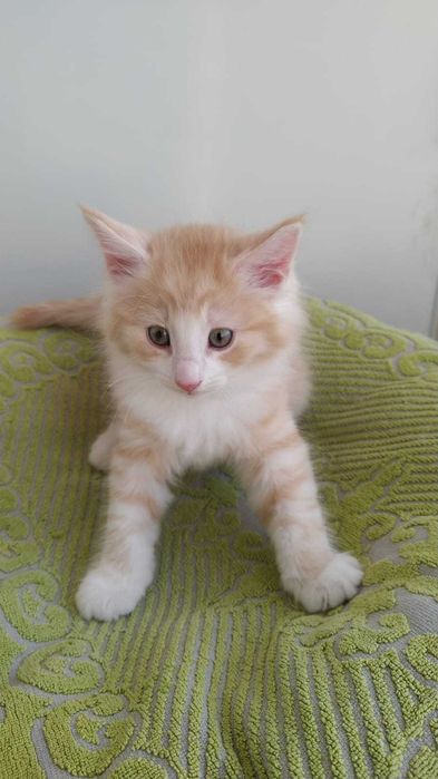 Gatinho Bosque da Noruega