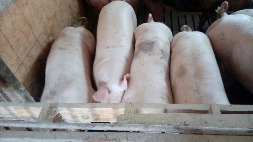 Tucznik świnia warchlak prosięta