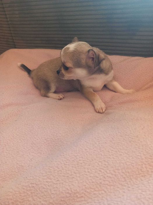Szczeniaczek chihuahua