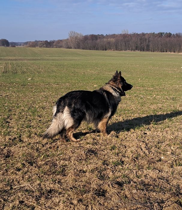 Owczarek staroniemiecki (niemiecki-długowłosy)