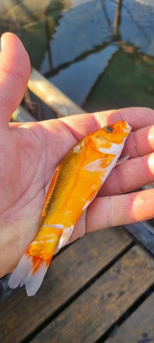 Narybek lina,karpia,amura,Tołpyga,Karaś pospolity