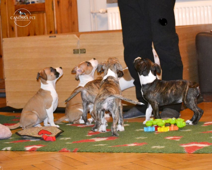 suczka American Staffordshire Terrier, AmStaff  z rod.