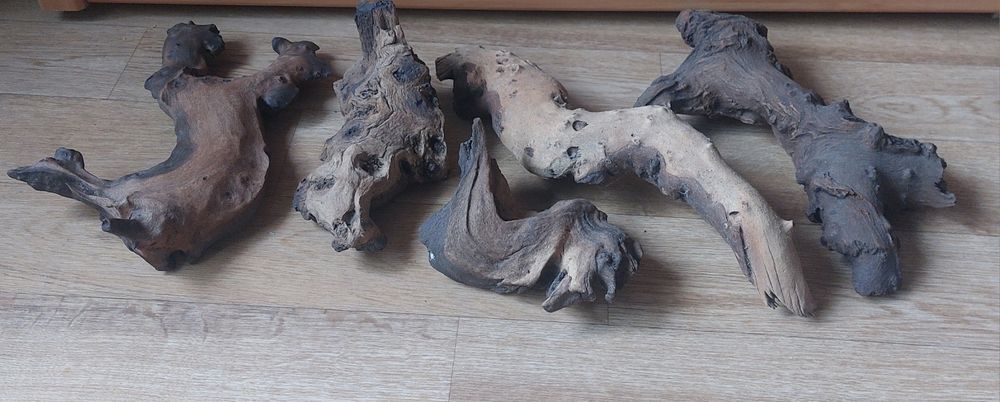 Мангровые коряги