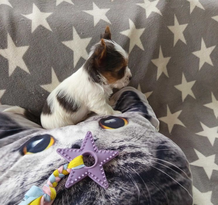 York śliczna suczka xxxs Yorkshire terrier o unikatowym kolorze