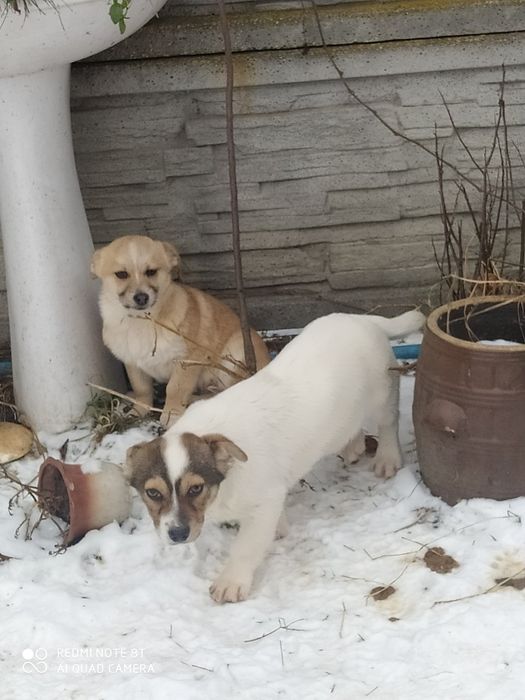 Хлопчики собачки в добрі руки