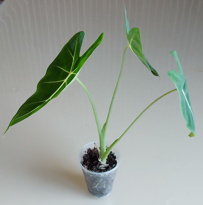 Алоказія Мішольтца