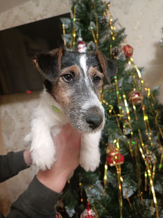 Девочка Фокс Терьер клубная привитая Одесса