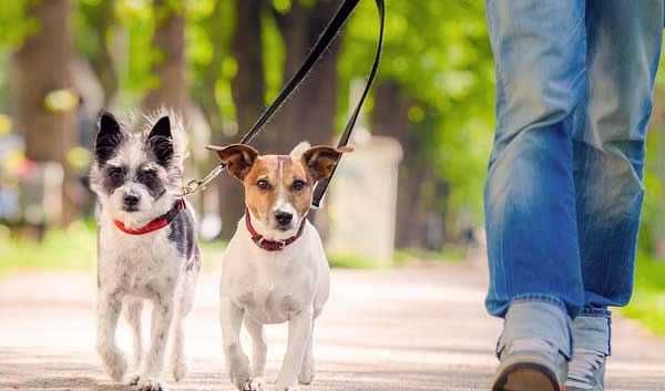 Passeio de cães- Porto