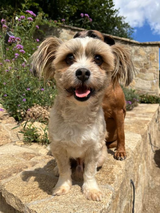 Do adopcji 6kg samiec