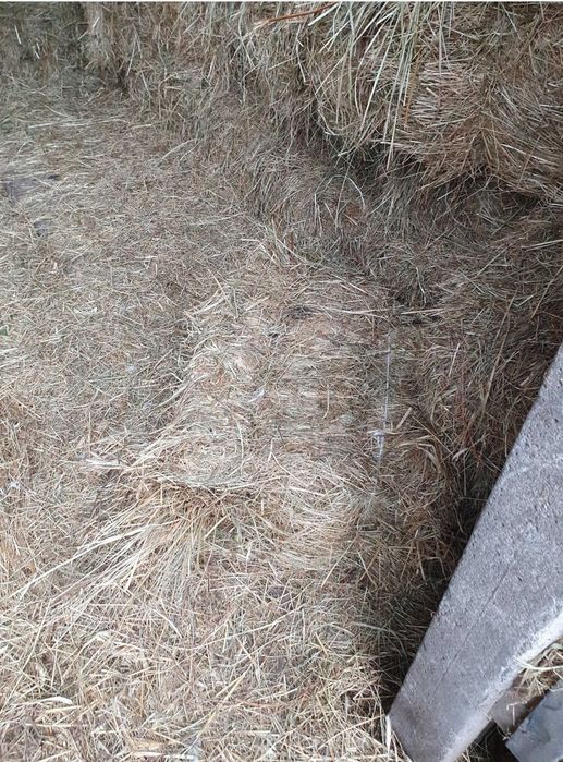 Siano kostka sezon 2025