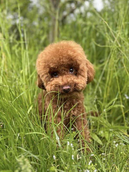 Вʼязка мальтіпу, той пудель”Red Braun”
