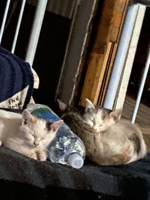 Котики у гарні руки