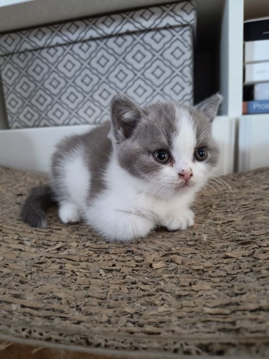 Kocurek brytyjski bikolor FPL