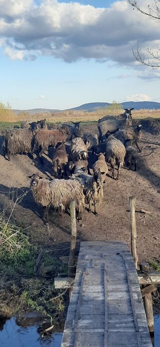 Вівці. Романівської породи. Продається баран.