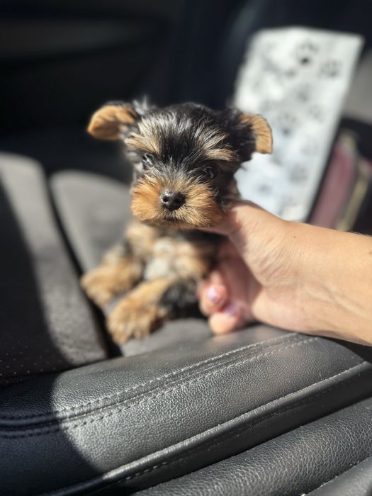 Йорк терєр цуцик