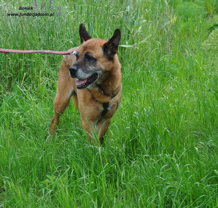 Boniek łagodny senior