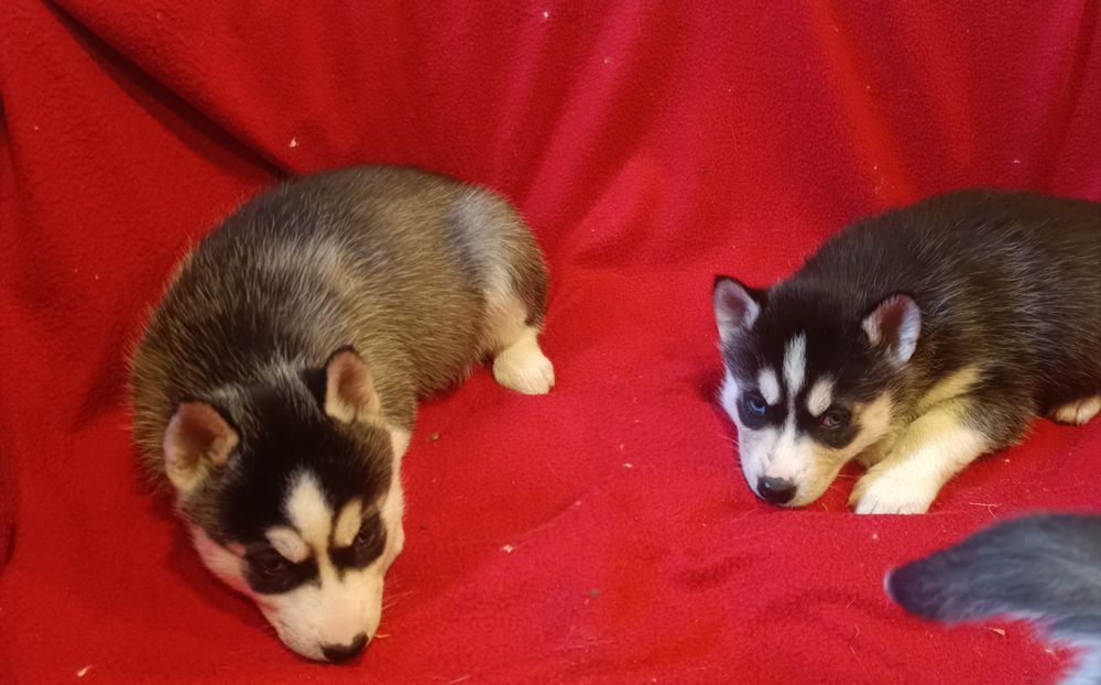 Huskie szczeniak  dziewczynka