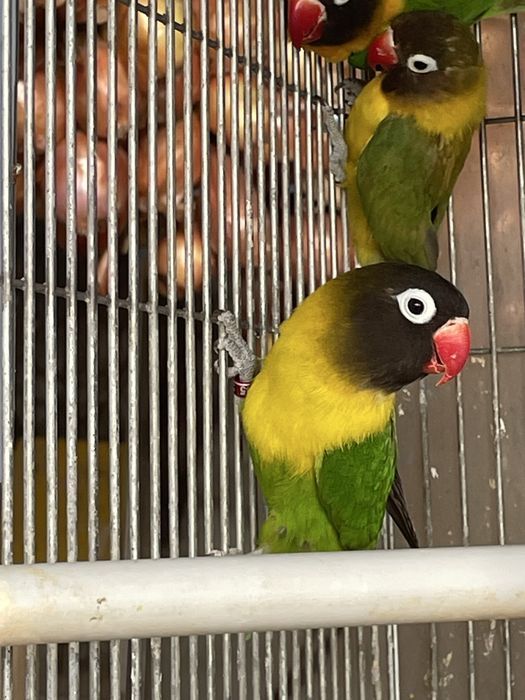 Agapornis Personata Verde – Para Venda  (não sexados)