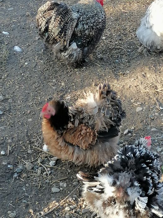 Kochin karzełek miniaturowy para