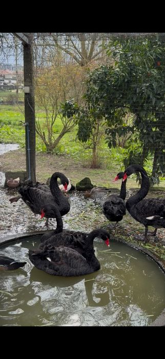 Cisnes pretos e brancos.