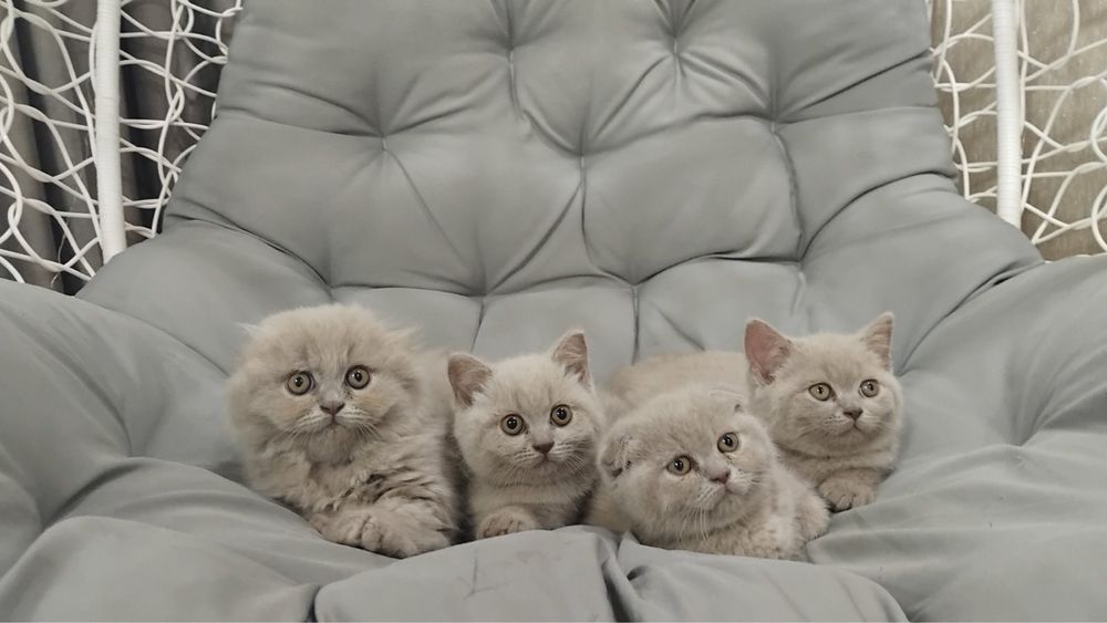 Шотланські висловухі коти
