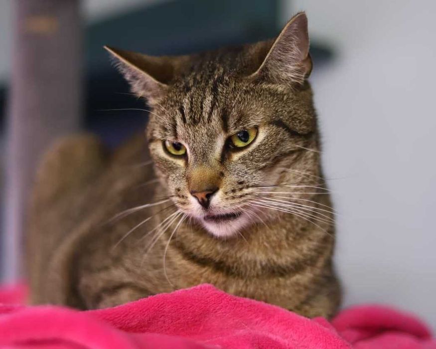 Pierwszy z braci Mroczek poleca się do adopcji