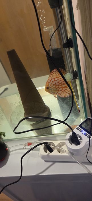 Acara-discus  novos