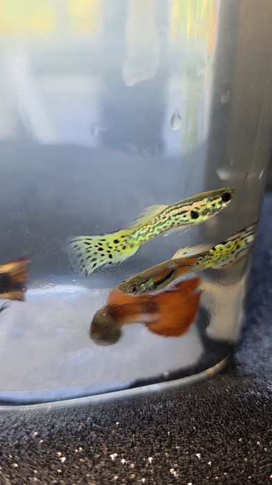 Peixe Guppy água fria